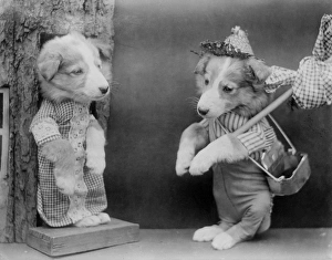 Images Dated 2nd April 2012: Dog Traveller