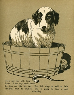Images Dated 25th July 2011: DOG IN TUB