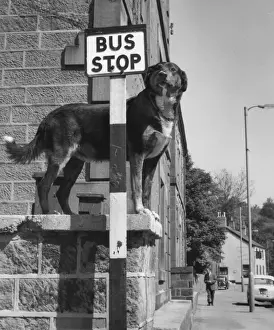 Kaye Prints: Dog waiting patiently at a bus stop