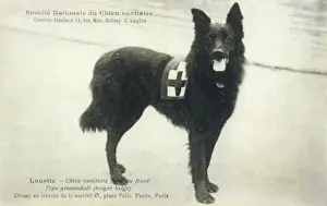 Sheepdog Prints: Dog War Work Red Cross