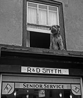 Dog at window of tobacconist shop, Deal, Kent