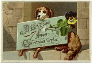 Images Dated 25th July 2011: Dog and Xmas Greeting