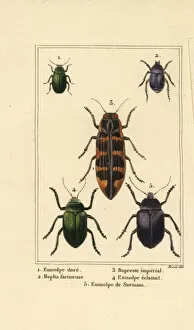 Beetle Gallery: Dogbane beetle, banksia jewel beetle, etc