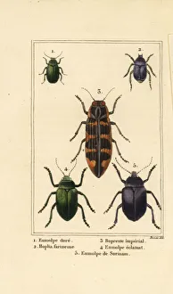 Images Dated 31st March 2020: Dogbane beetle, banksia jewel beetle, etc