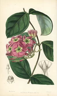 Violacea Collection: Dogbane, Temnadenia violacea