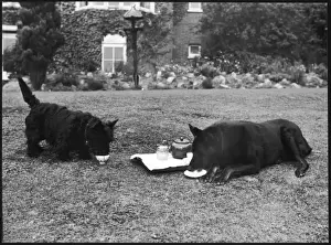 Situations Prints: Doggie Afternoon Tea