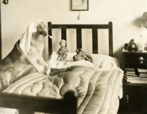 Images Dated 23rd August 2011: Doggie Doctor