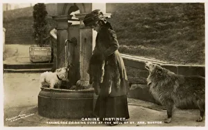 Images Dated 21st June 2018: Doggies take the drinking cure at St Anns Well, Buxton