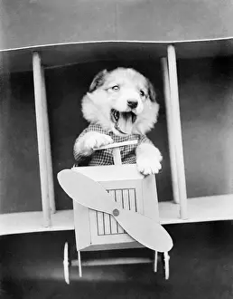 Doggy Prints: Doggy Aviator