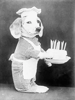 Candles Gallery: Doggy Birthday Cake