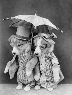 Images Dated 29th March 2012: Doggy Promenaders