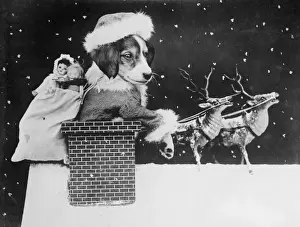 Doggy Santa