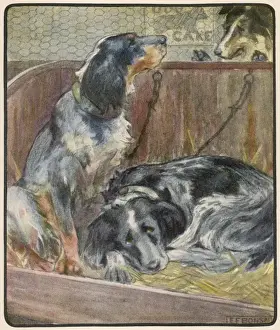 Dogs at a Show
