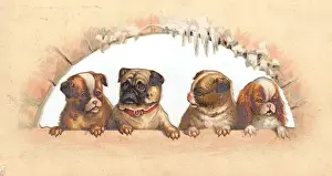 Pugs Prints: Four dogs in an arch on a Christmas card