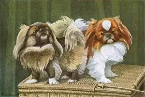 Images Dated 8th December 2011: Two dogs on a basket