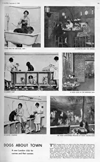 Dec18 Prints: The Dogs Bath Club in Beauchamp Place