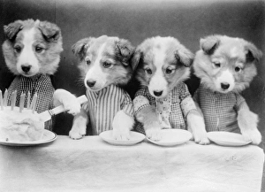 Images Dated 2nd April 2012: Dogs Birthday Party