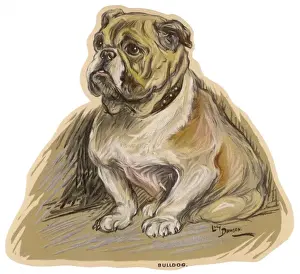 Dogs, Bulldog Dawson