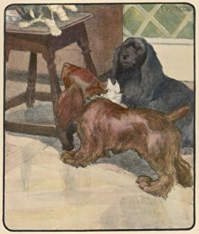 Answered Gallery: Two Dogs and a Cat