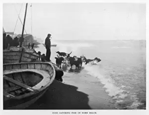 Nome Prints: Dogs Catch Fish