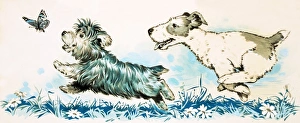 Images Dated 29th November 2007: Dogs chasing a butterlfly
