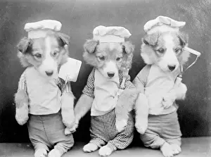 Humans Prints: Dogs as Chefs