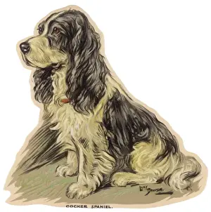 Dogs, Cocker Spaniel, Dawson