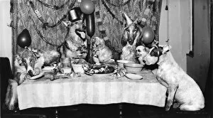 Images Dated 12th January 2017: Six dogs enjoying a tea party