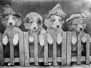Images Dated 30th March 2012: Dogs Behind a Fence