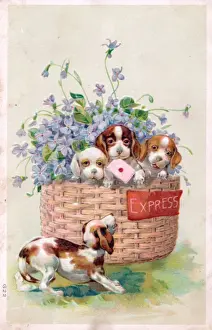 Four dogs with flowers on a greetings postcard
