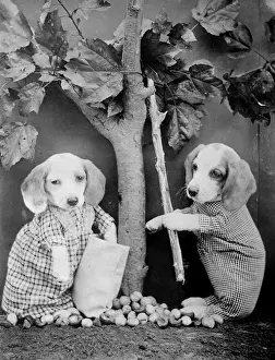 Shakes Prints: Dogs under Fruit Tree