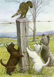 Fence Collection: Three dogs harass a cat