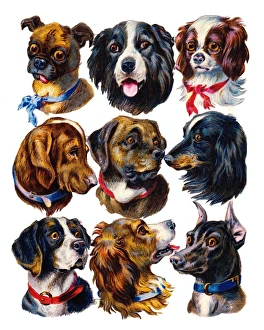 Images Dated 2nd November 2015: Dogs heads on nine Victorian scraps