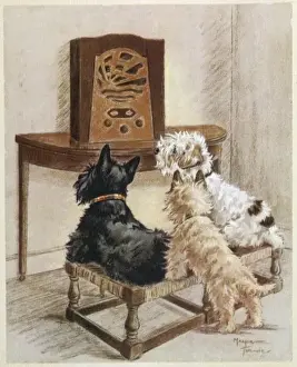 Dogs Listen to Radio