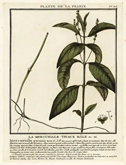 Toxin Prints: Dog's mercury, Mercurialis perennis