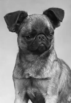 Dogs Mischievous Face