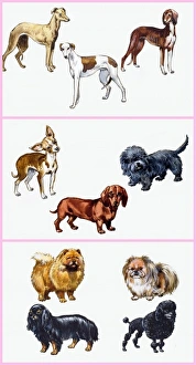 Images Dated 2nd October 2006: Dogs montage