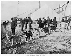 Dogs at Nome, Alaska