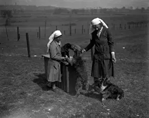 Excited Prints: Dogs with Nurses