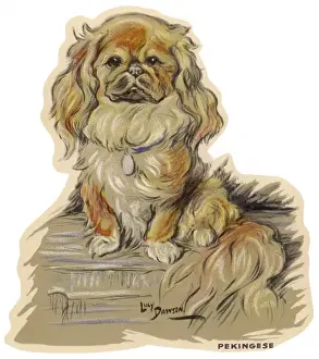 Pekingese Prints: Dogs, Pekingese, Dawson