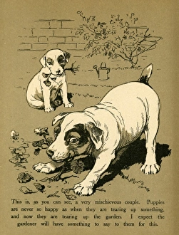 Images Dated 25th July 2011: Dogs Playing in the Garden