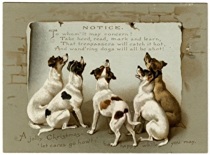Images Dated 14th November 2011: Dogs Reading Notice