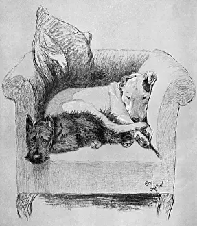 Cushion Prints: Two dogs relaxing in a chair