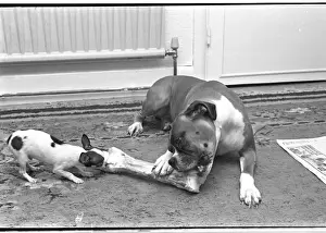 Two dogs sharing a large bone