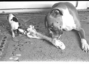 Two dogs sharing a large bone