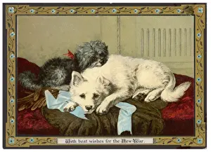 Dogs Sleeping Together