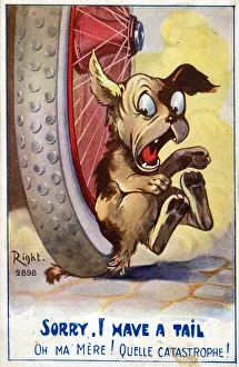 Agony Collection: Dogs tail painfully run over by a car