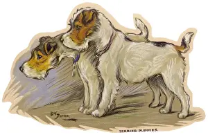 Dogs, Terrier puppies, Dawson