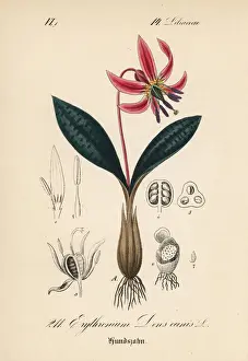 Dogs tooth violet, Erythronium dens-canis