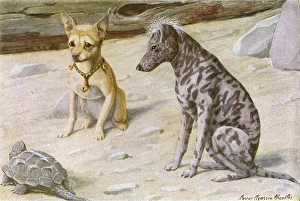 Images Dated 8th December 2011: Two dogs and a turtle
